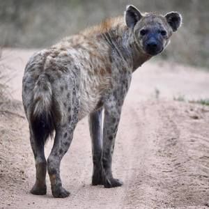 Meet your Posher, Anne